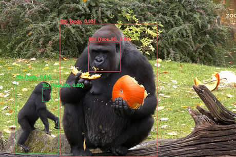 In a picture with several gorillas, these are highlighted by colored markings on the picture
